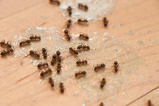 Reliable Bayard, NE Pest Control Solutions