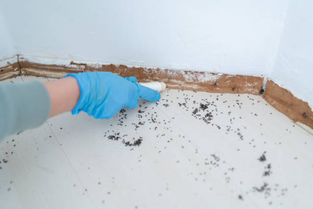 Best Wasp Removal Services  in Bayard, NE